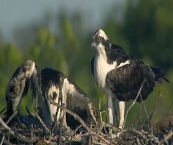 airboat tours
